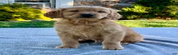 Golden Retriever dogs for sale: Levi - Ad 3