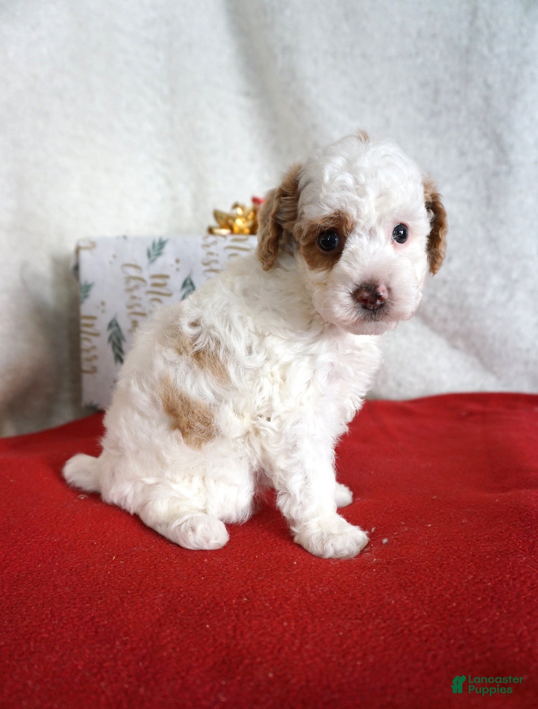 Toy Poodle dogs for sale: Freckles - Ad 6