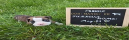 Boxer dogs for sale: Rubble - Ad 2