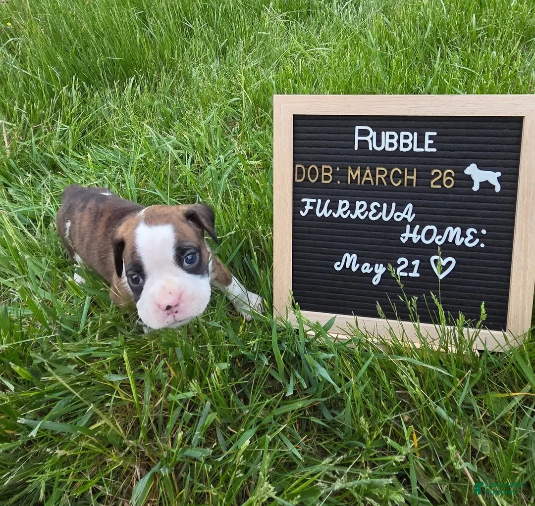 Boxer dogs for sale: Rubble - Ad 2