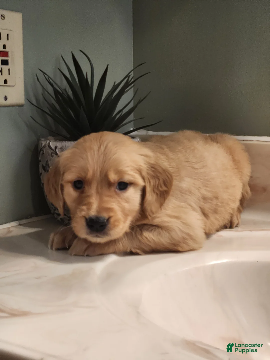 Golden Retriever dogs for sale: Roxy - Ad 2