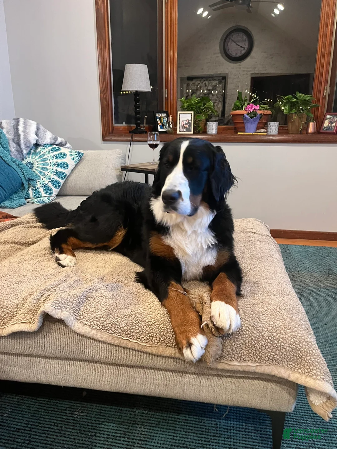 Gallery Image {{count}}