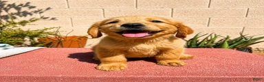 Golden Retriever 1
