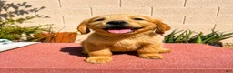 Golden Retriever dogs for sale: Golden Retriever 1 - Ad 1