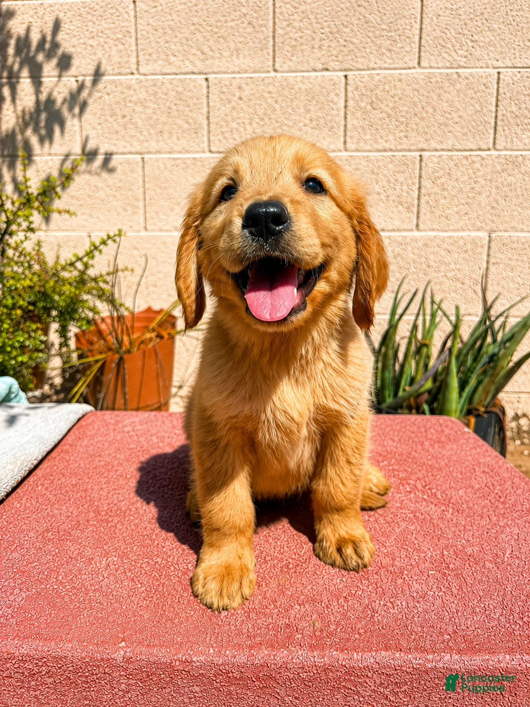 Golden Retriever dogs for sale: Golden Retriever 1 - Ad 1