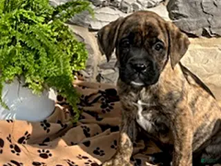 Mixed Breed dogs for sale: Archie - Ad 1