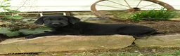 Labrador Retriever dogs for sale: Lightning - Ad 3