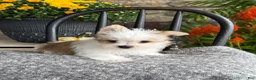 Yorkshire Terrier dogs for sale: Talaney - Ad 4