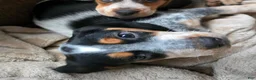 Beagle dogs for sale: Paczki - Ad 2