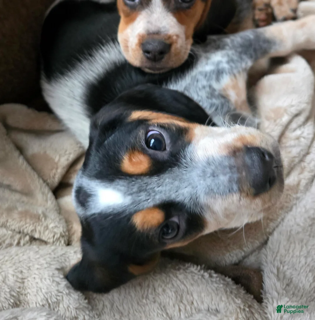Beagle dogs for sale: Paczki - Ad 2