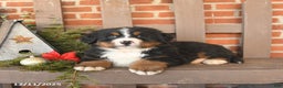 Bernese Mountain Dog dogs for sale: Bruno - Ad 3