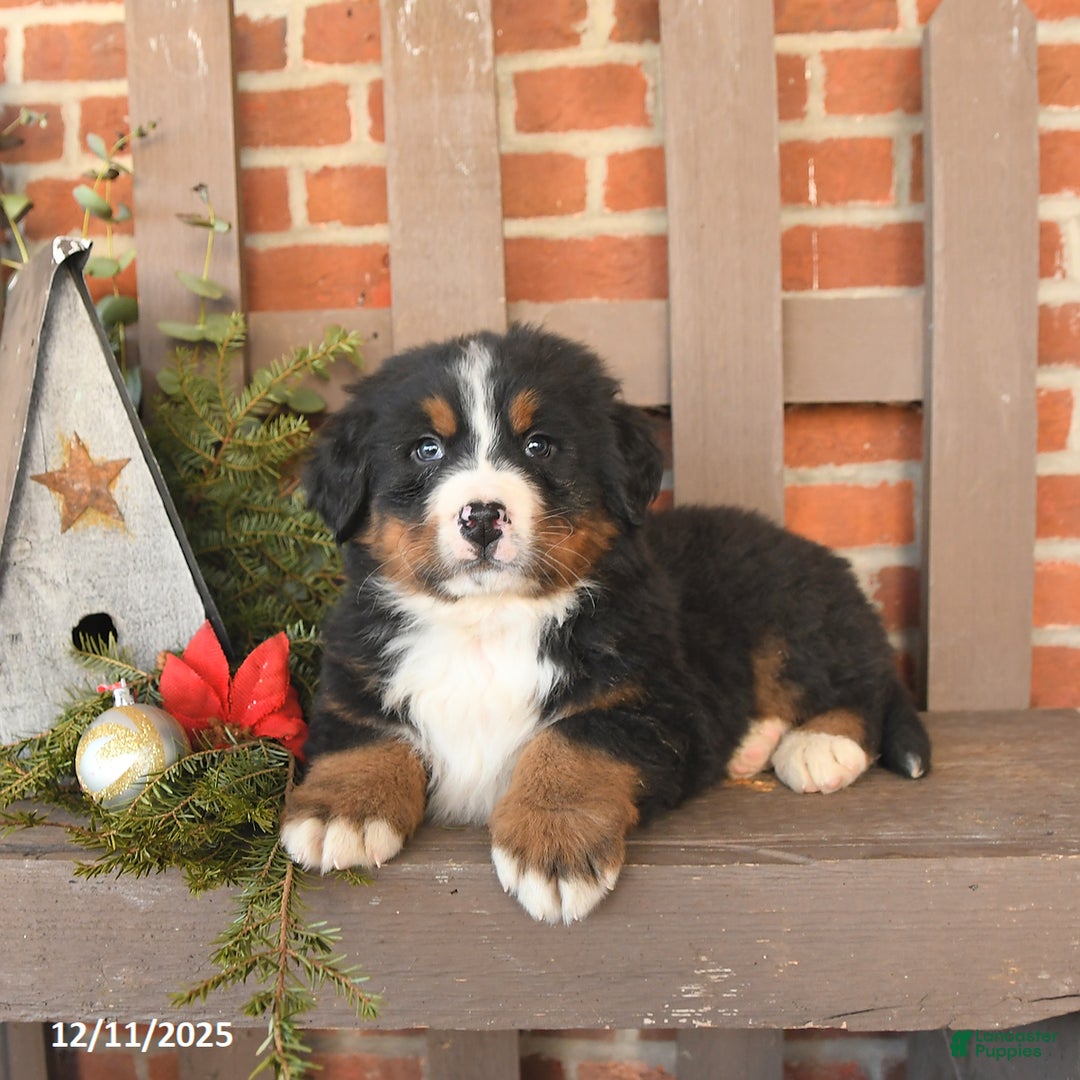 Bernese Mountain Dog dogs for sale: Bruno - Ad 3