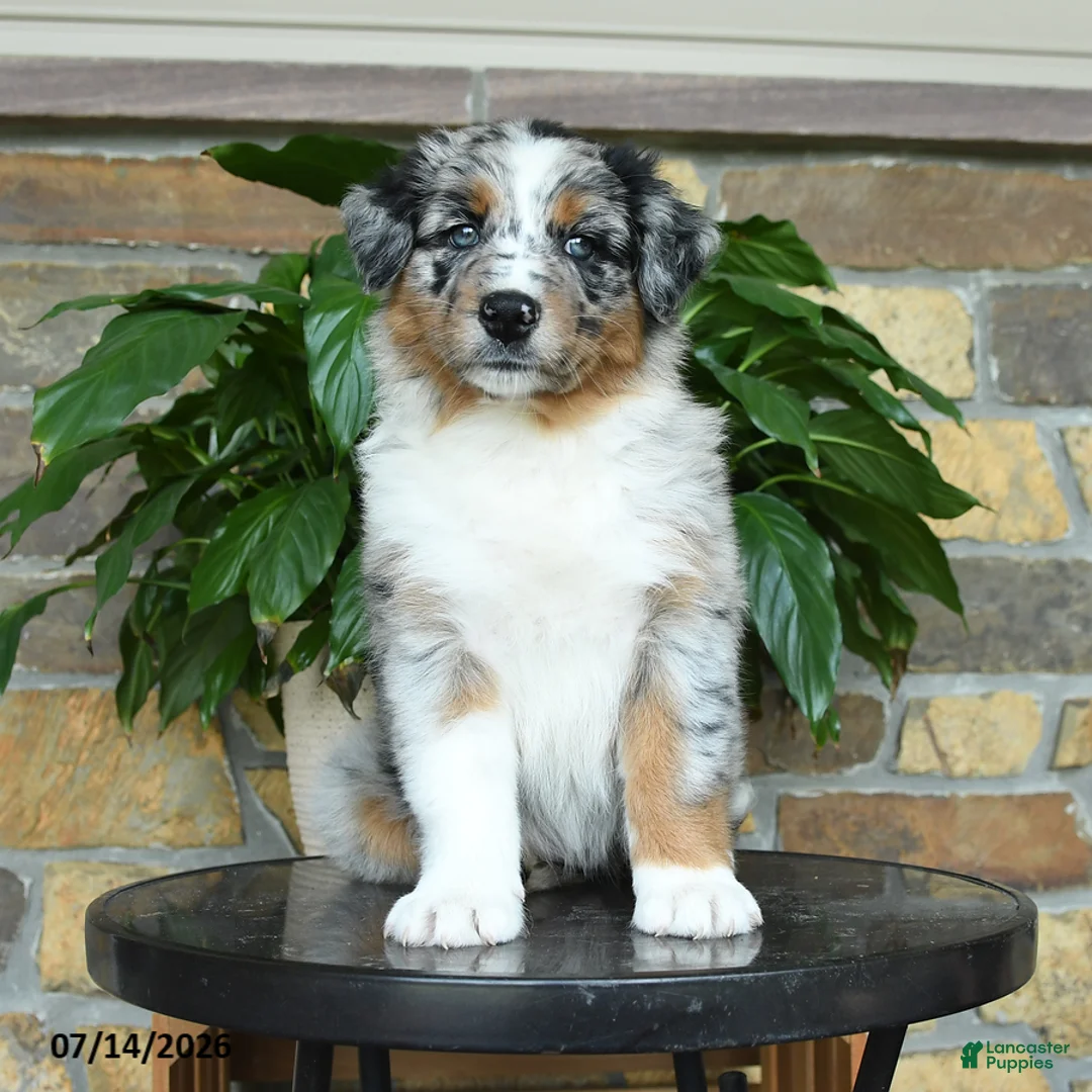 Australian Shepherd dogs for sale: Miley - Ad 1