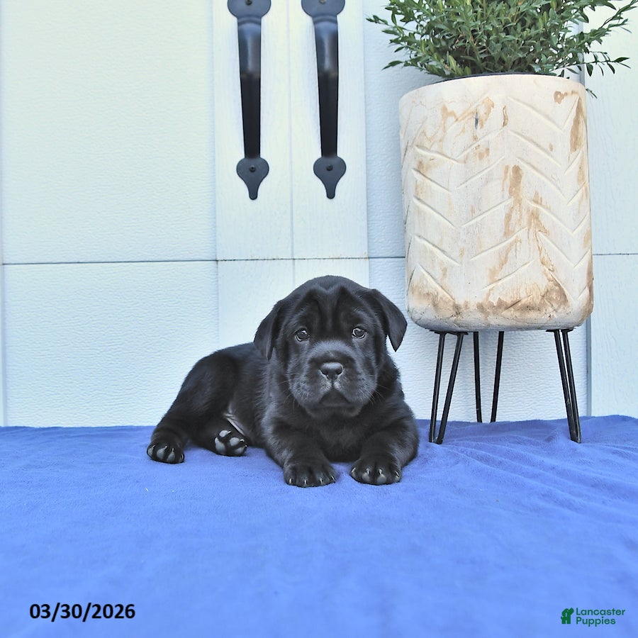 Mini Hippo dogs Baxter - Ad 2