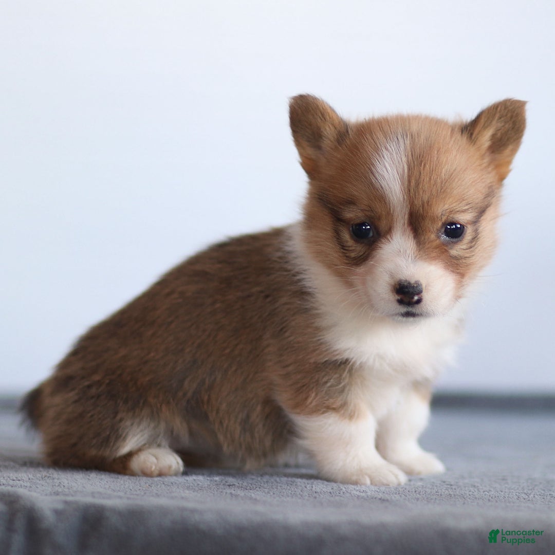 Welsh Corgi Pembroke dogs for sale: Karina Welsh Corgi Pembroke - Ad 1