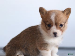 Welsh Corgi Pembroke dogs Karina Welsh Corgi Pembroke - Ad 31