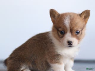 Welsh Corgi Pembroke dogs Karina Welsh Corgi Pembroke - Ad 42