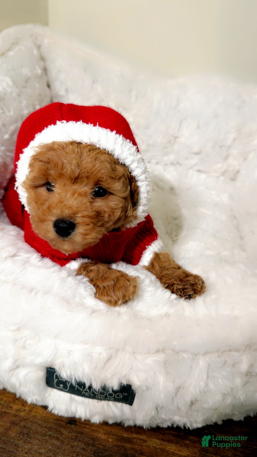 Toy Poodle dogs for sale: Mochi  - Ad 3