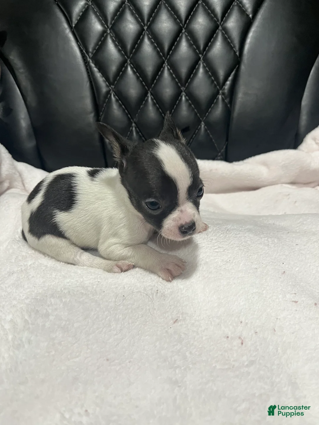 Chihuahua dogs for sale: Chihuahua 2 Male CKC registered  - Ad 2