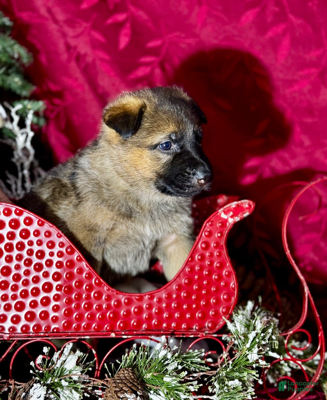 German Shepherd dogs for sale: Denver - Ad 2