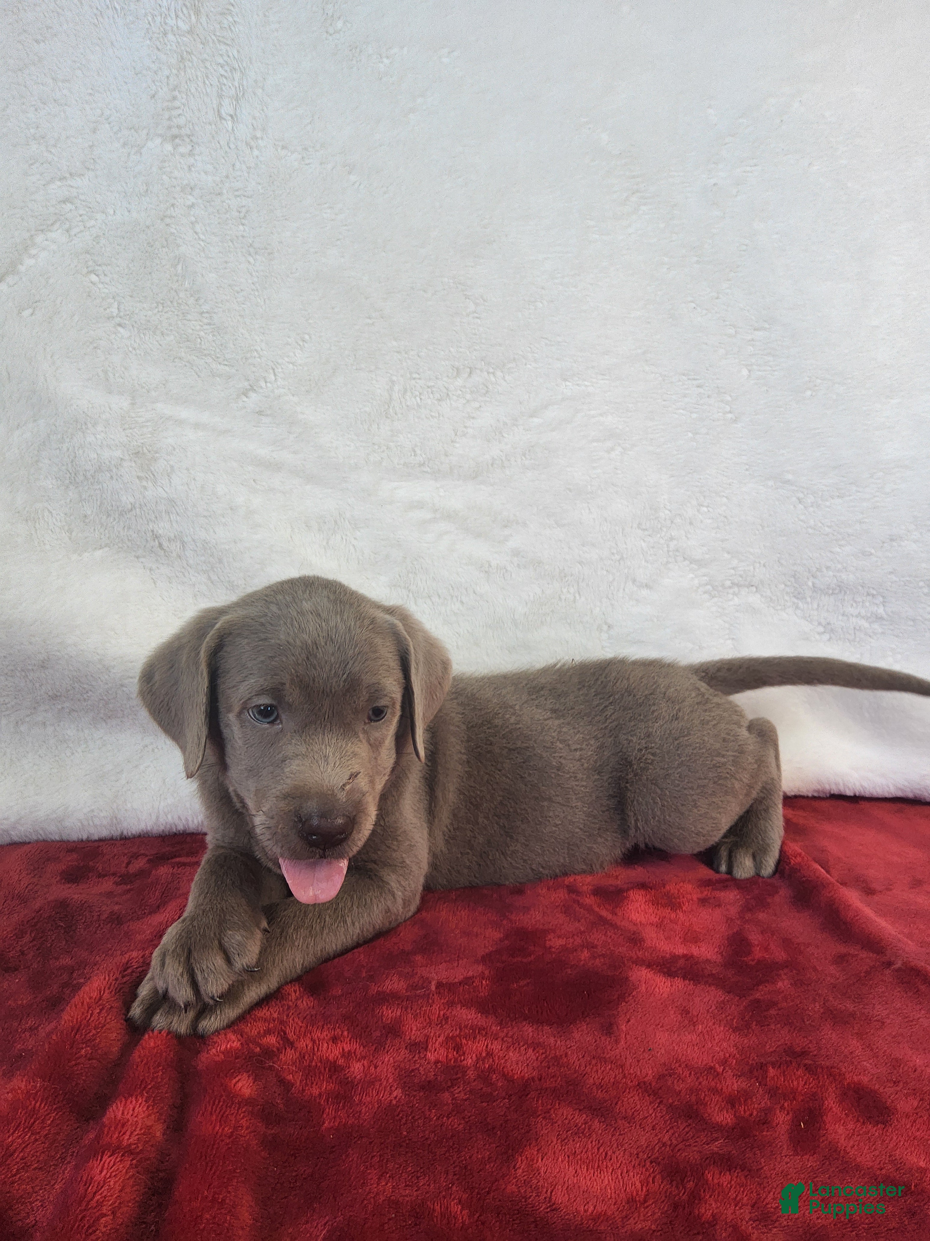 Labrador Retriever dogs Daddy's Boy - Ad 2