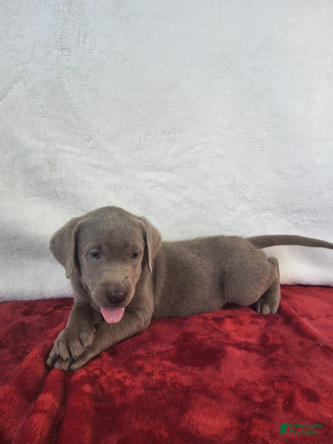 Labrador Retriever dogs for sale: Daddy's Boy - Ad 2