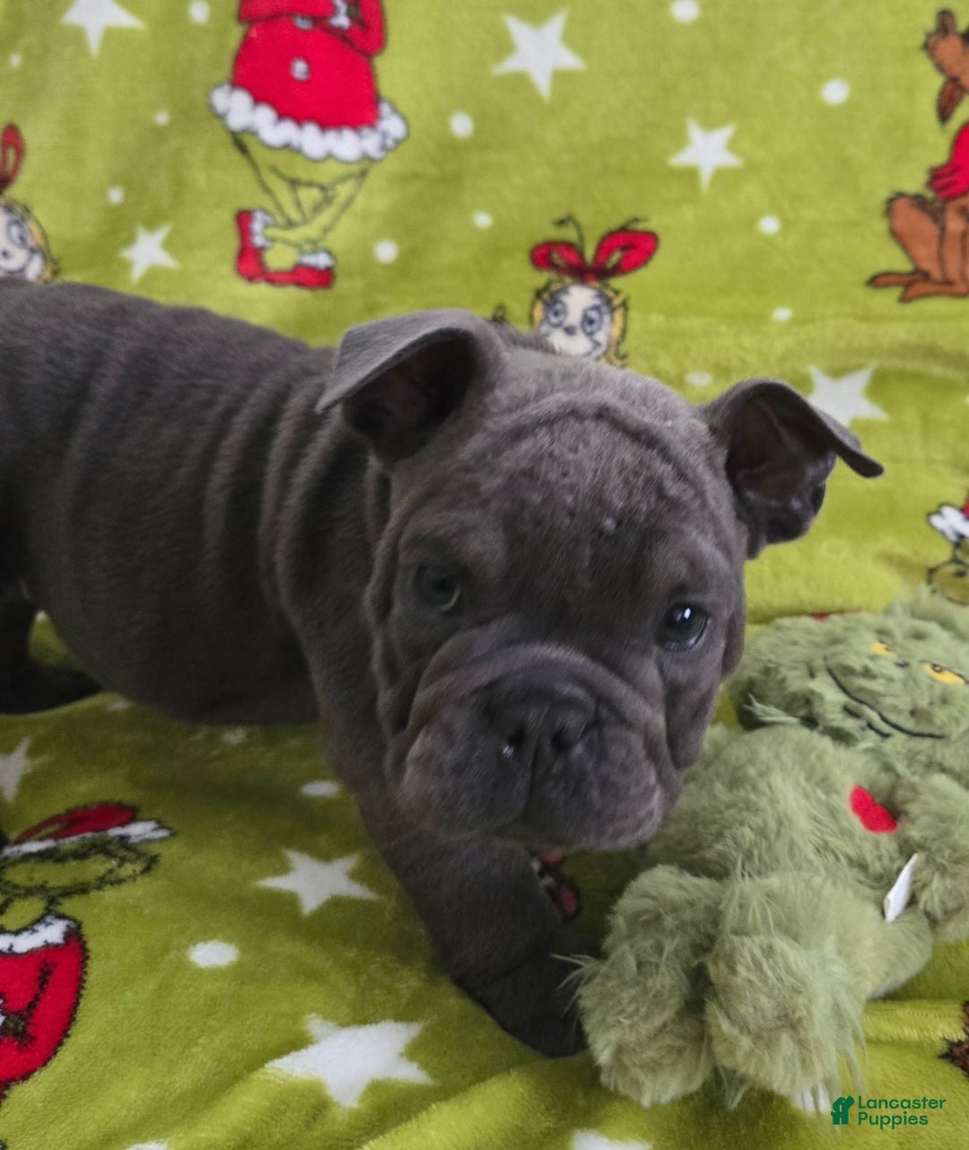 English Bulldog dogs for sale: Lucy - Ad 5