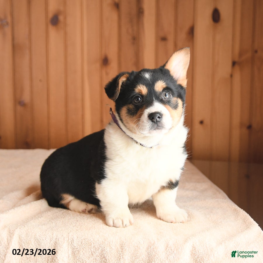 Welsh Corgi Pembroke dogs Daisy - Ad 1