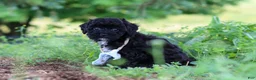 Havapoo dogs for sale: Riley - Ad 3