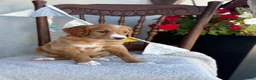 Goldendoodle dogs for sale: Cassia - Ad 4