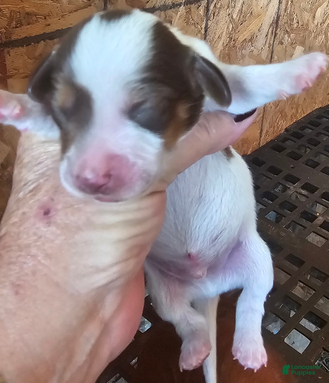 Miniature Dachshund dogs for sale: S-F Split Face Long-haired  - Ad 3