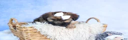 Shorkie dogs for sale: SALLY - Ad 8