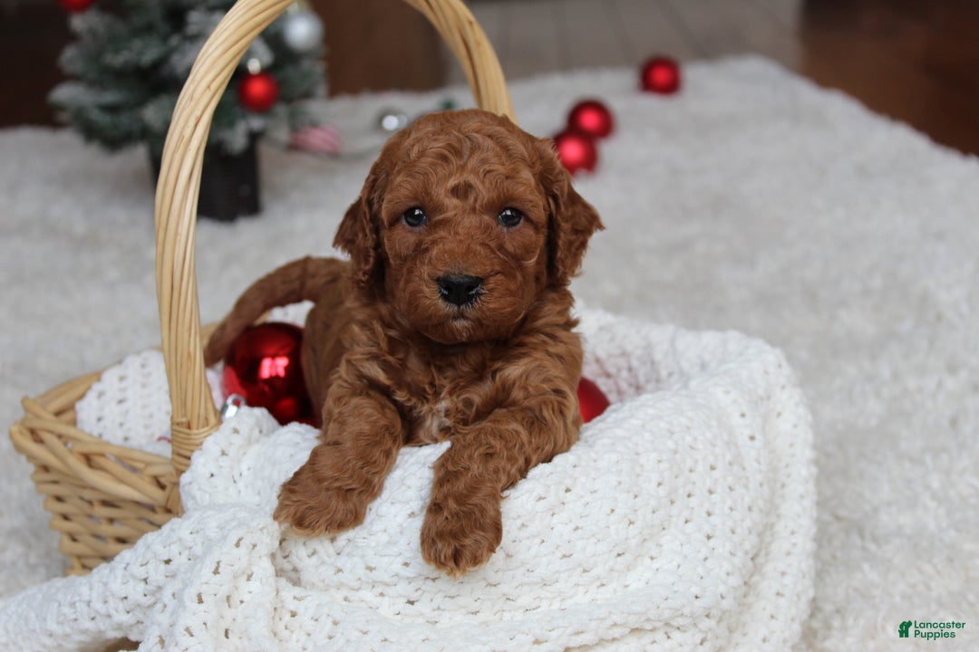 Cavapoochon dogs for sale: Milo - Ad 5