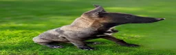 German Shepherd dogs for sale: German Shepherd Puppy 3 - Ad 2