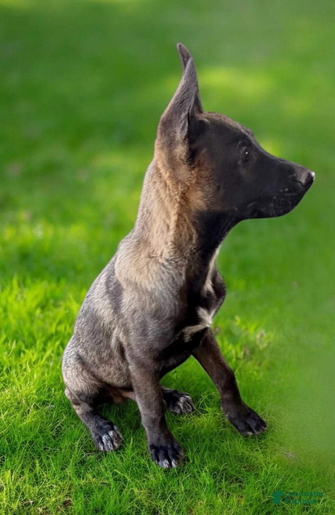 German Shepherd dogs for sale: German Shepherd Puppy 3 - Ad 2