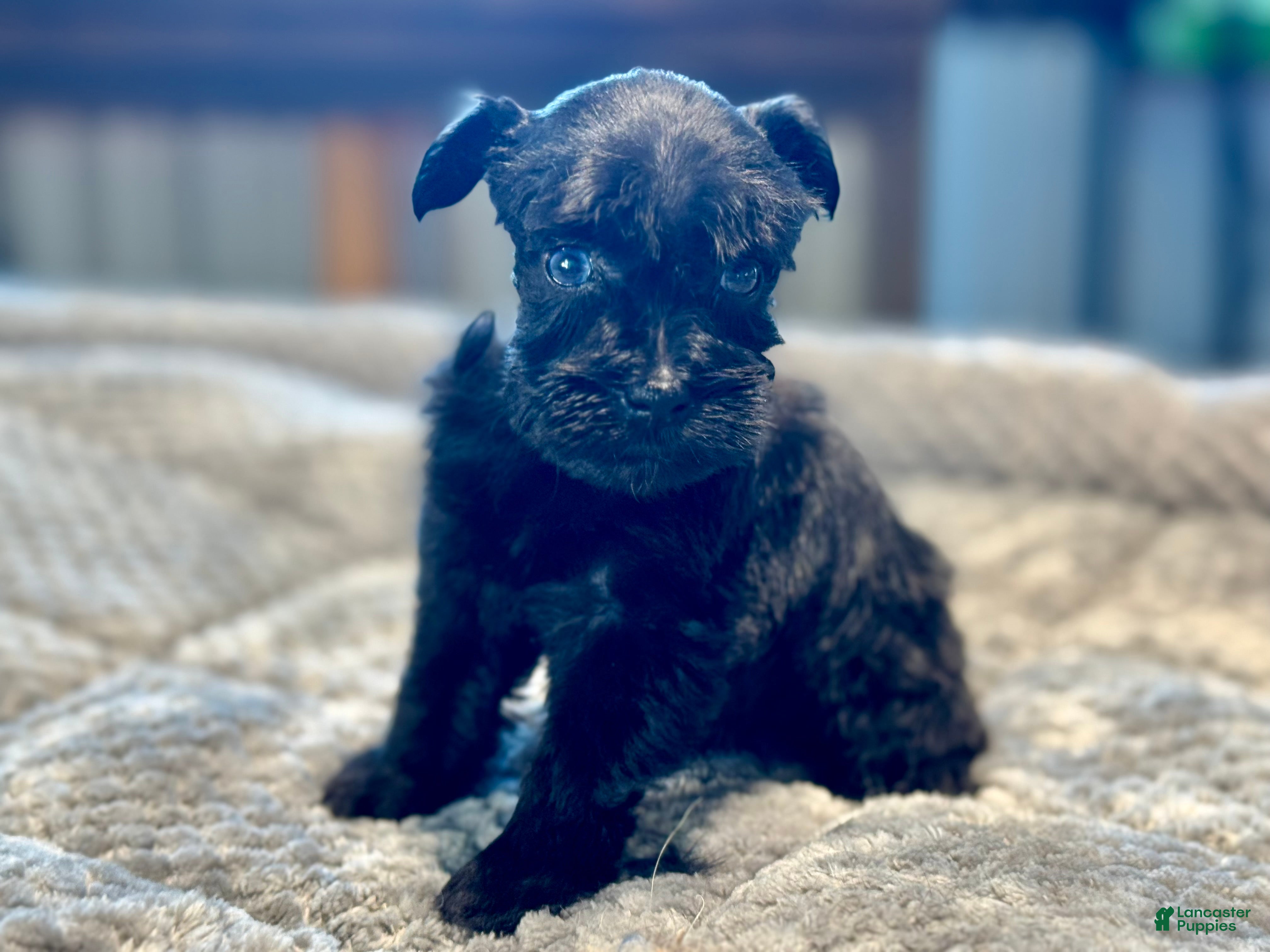 Miniature Schnauzer dogs Misty - Ad 1