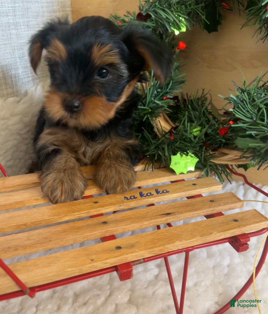 Yorkshire Terrier dogs for sale: Rowdy - Ad 5