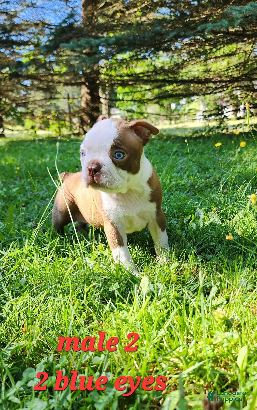 Boston Terrier dogs for sale: Libra (male 2) - Ad 2
