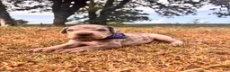 Great Dane dogs for sale: Euro Ridley  - Ad 6