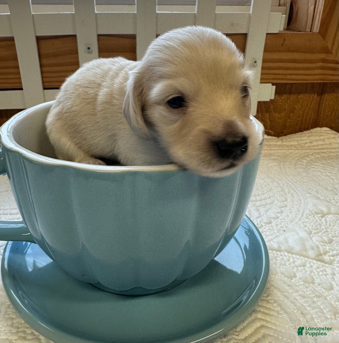 Miniature Dachshund dogs for sale: Levi - Ad 5