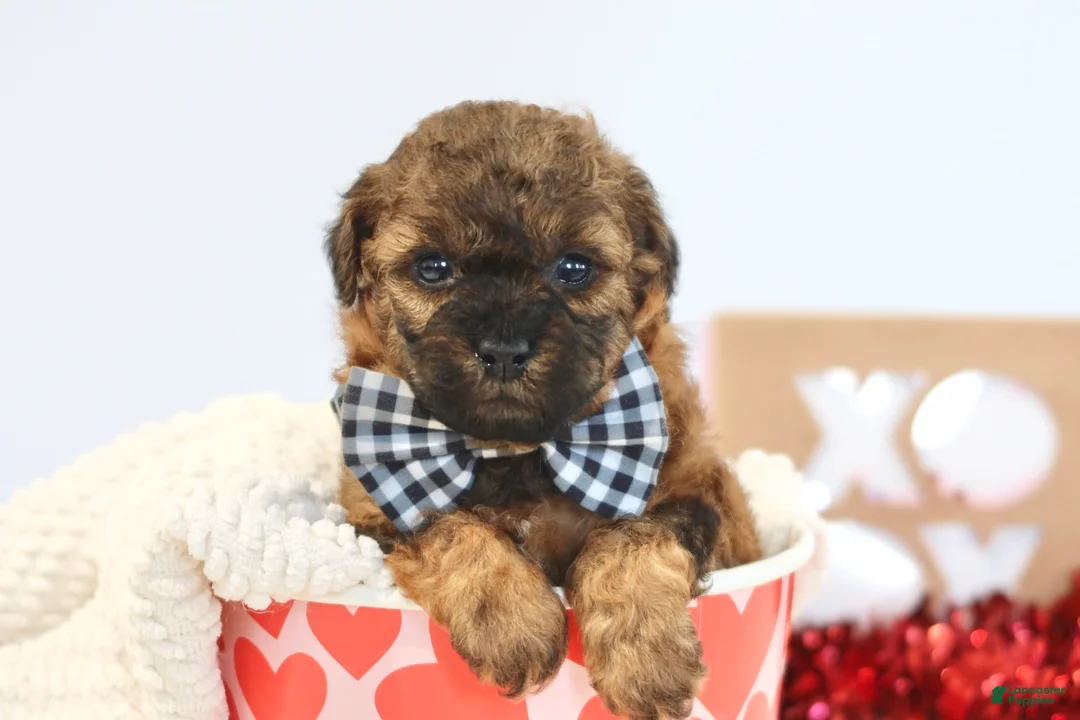 Toy Poodle dogs for sale: Beau - Ad 1