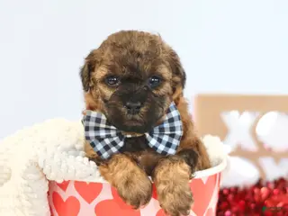Toy Poodle dogs Beau - Ad 5