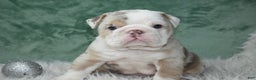 English Bulldog dogs for sale: Annabella  - Ad 7