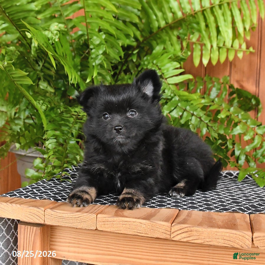Mixed Breed dogs Penny - Ad 2