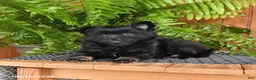 Mixed Breed dogs for sale: Penny - Ad 2