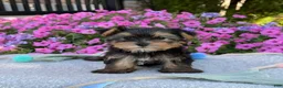 Yorkshire Terrier dogs for sale: Ivy - Ad 3