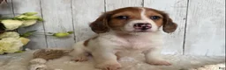 Miniature Dachshund dogs for sale: Luke - Ad 12