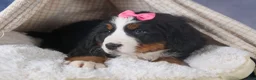 Bernese Mountain Dog dogs for sale: HANNAH - Ad 4