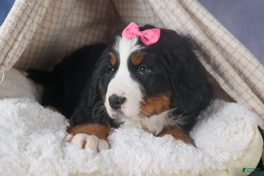Bernese Mountain Dog dogs for sale: HANNAH - Ad 4