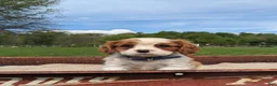 Cavalier King Charles Spaniel dogs for sale: Kliff - Ad 2